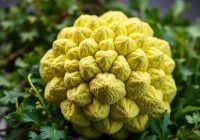 Kapusta romanesco – prozdrowotne właściwości i wartości odżywcze